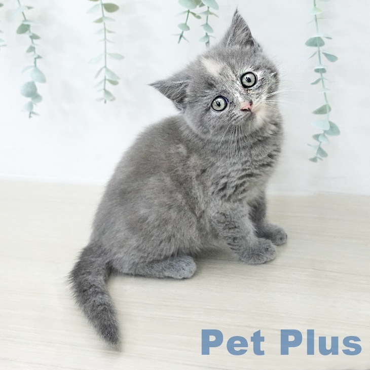 神奈川県のスコティッシュフォールド (ペットプラス 海老名店/2025年10月13日生まれ/女の子/ブルークリーム)の子猫の1枚目の画像