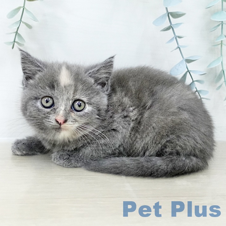 神奈川県のスコティッシュフォールド (ペットプラス 海老名店/2025年10月13日生まれ/女の子/ブルークリーム)の子猫の2枚目の画像