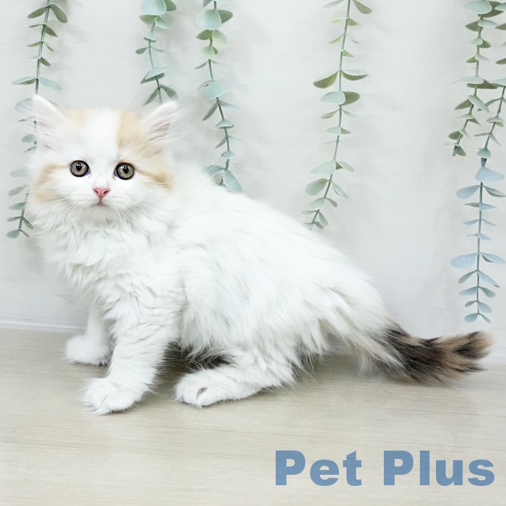 スコティッシュフォールド