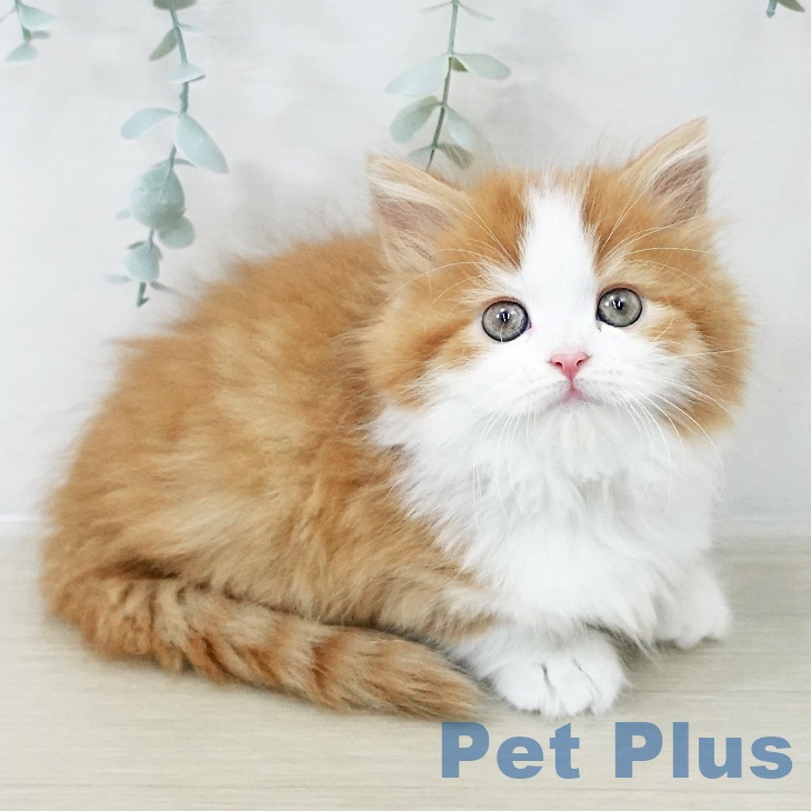 東京都のスコティッシュフォールド (ペッツワン 南砂町SUNAMO店/2025年10月13日生まれ/女の子/レッドタビーホワイト)の子猫の1枚目の画像