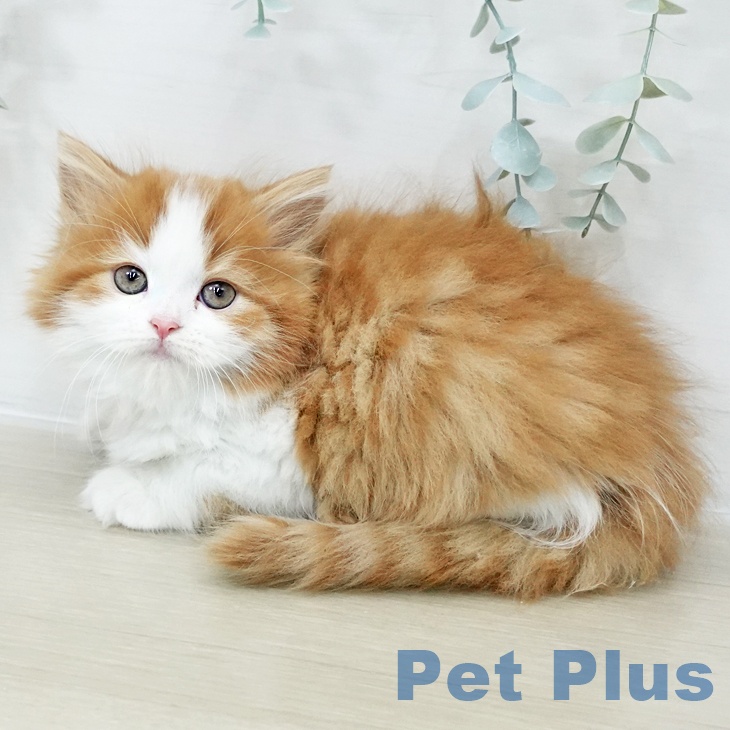 東京都のスコティッシュフォールド (ペッツワン 南砂町SUNAMO店/2025年10月13日生まれ/女の子/レッドタビーホワイト)の子猫の2枚目の画像