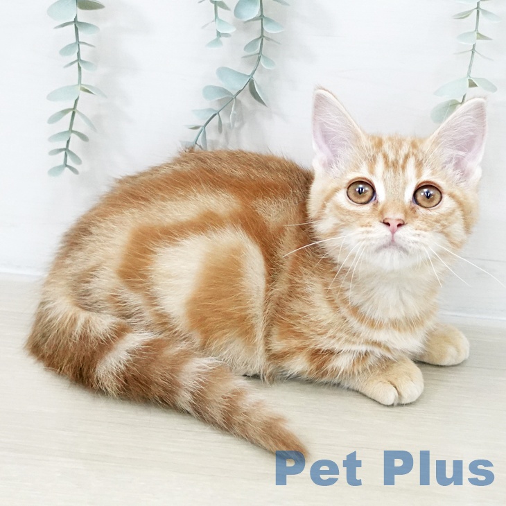 埼玉県のマンチカン (ペットプラス 与野店/2025年9月30日生まれ/女の子/レッドタビー)の子猫