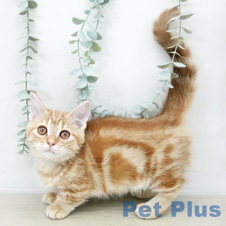 埼玉県のマンチカン (ペットプラス 与野店/2025年9月30日生まれ/女の子/レッドタビー)の子猫の2枚目の画像