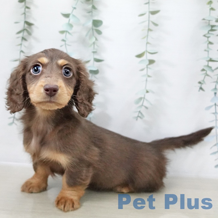 東京都のミニチュアダックスフンド(ロング) (ペッツワン 青梅インター店/2025年10月10日生まれ/女の子/チョコレートタン)の子犬の1枚目の画像