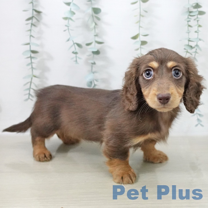 東京都のミニチュアダックスフンド(ロング) (ペッツワン 青梅インター店/2025年10月10日生まれ/女の子/チョコレートタン)の子犬の2枚目の画像