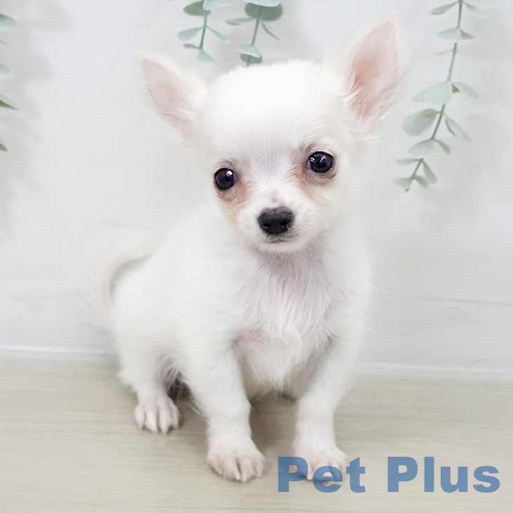 宮城県のチワワ(ロング) (ペットプラス 仙台上杉店/2025年10月16日生まれ/男の子/ホワイトクリーム)の子犬