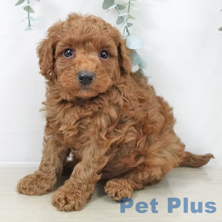 トイ・プードル