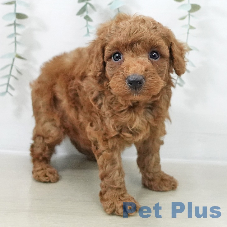 トイ・プードル