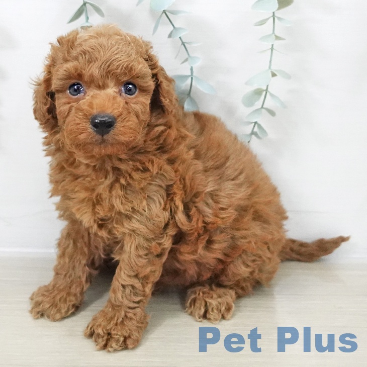 埼玉県のトイプードル(トイ) (ペットプラス ららぽーと新三郷店/2025年10月16日生まれ/男の子/レッド)の子犬の1枚目の画像