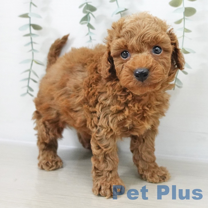 埼玉県のトイプードル(トイ) (ペットプラス ららぽーと新三郷店/2025年10月16日生まれ/男の子/レッド)の子犬の2枚目の画像