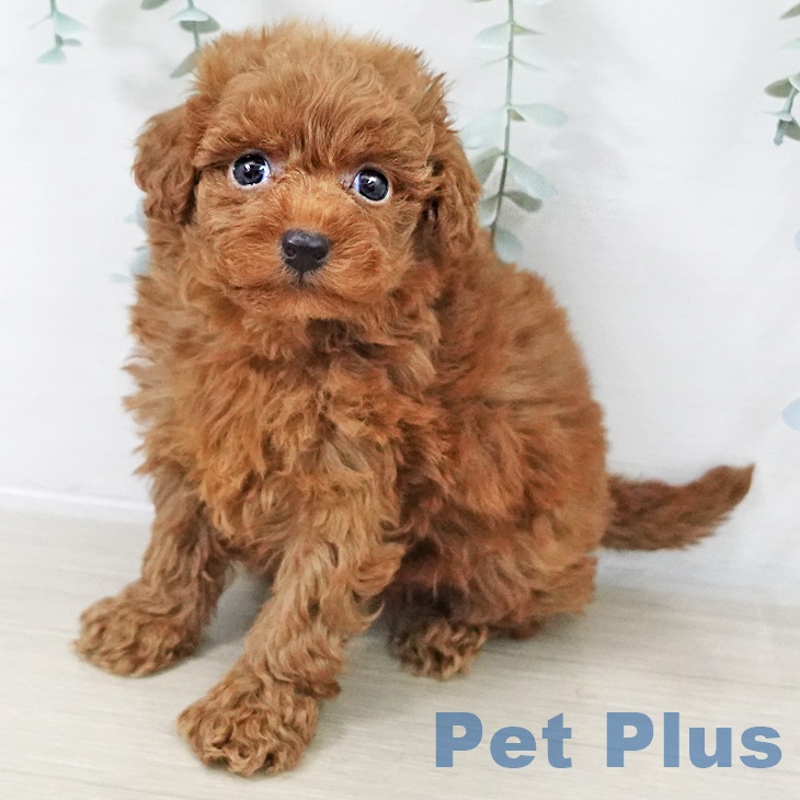 千葉県のトイプードル(トイ) (ペッツワン 千葉ニュータウン店/2025年10月16日生まれ/女の子/レッド)の子犬の1枚目の画像