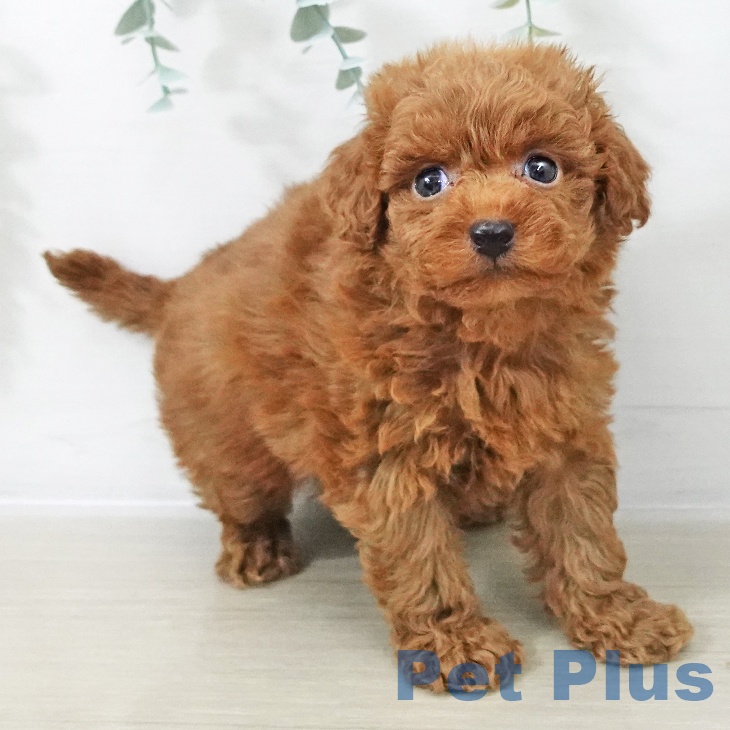 千葉県のトイプードル(トイ) (ペッツワン 千葉ニュータウン店/2025年10月16日生まれ/女の子/レッド)の子犬の2枚目の画像