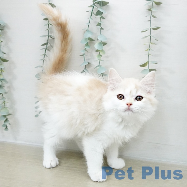 千葉県のスコティッシュフォールド (ペットプラス 木更津店/2025年9月28日生まれ/女の子/クリームホワイト)の子猫の1枚目の画像