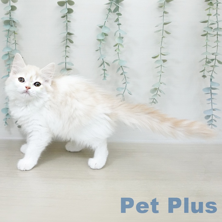 千葉県のスコティッシュフォールド (ペットプラス 木更津店/2025年9月28日生まれ/女の子/クリームホワイト)の子猫の2枚目の画像