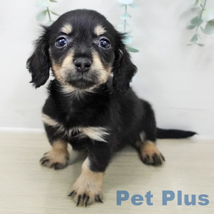 埼玉県のミニチュアダックスフンド(ロング) (ペットプラス 羽生店/2025年10月9日生まれ/男の子/ブラックタン)の子犬の1枚目の画像