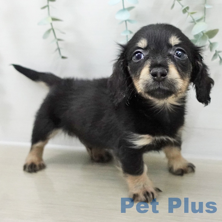 埼玉県のミニチュアダックスフンド(ロング) (ペットプラス 羽生店/2025年10月9日生まれ/男の子/ブラックタン)の子犬の2枚目の画像