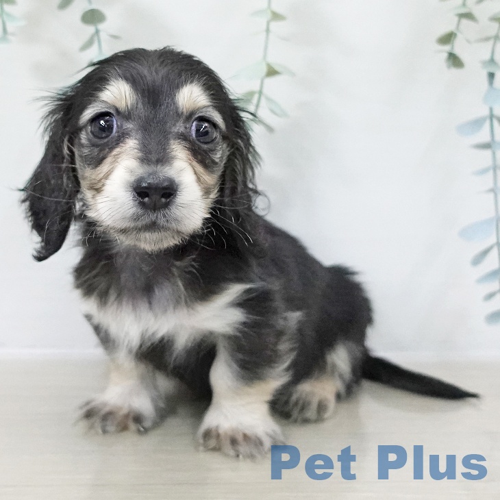 神奈川県のミニチュアダックスフンド(ロング) (ペットプラス 天王町店/2025年10月6日生まれ/男の子/ブラックタン)の子犬の2枚目の画像