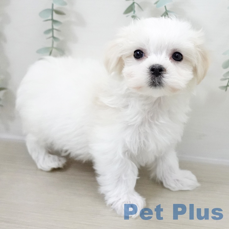 千葉県のマルチーズ (ペットプラス 幕張新都心店/2025年10月16日生まれ/男の子/ホワイト)の子犬の1枚目の画像