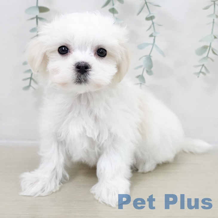 千葉県のマルチーズ (ペットプラス 幕張新都心店/2025年10月16日生まれ/男の子/ホワイト)の子犬の2枚目の画像