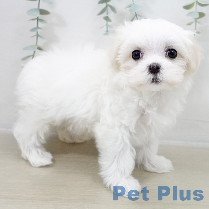 埼玉県のマルチーズ (ペットプラス ららぽーと富士見店/2025年10月16日生まれ/女の子/ホワイト)の子犬の1枚目の画像