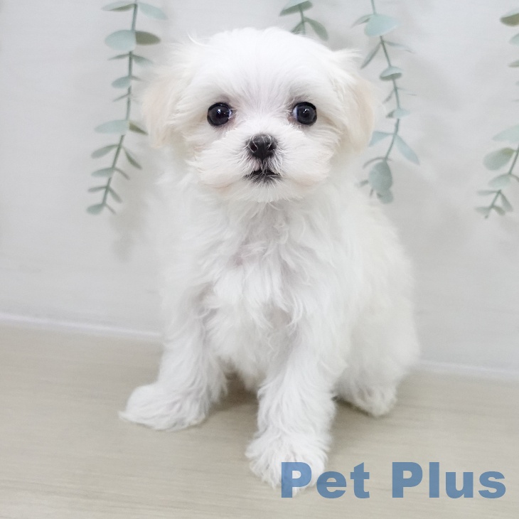 埼玉県のマルチーズ (ペットプラス ららぽーと富士見店/2025年10月16日生まれ/女の子/ホワイト)の子犬の2枚目の画像