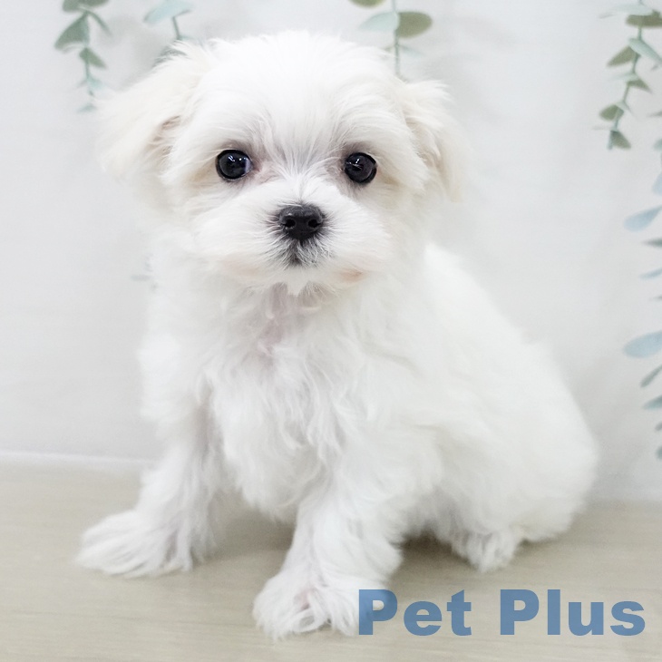 埼玉県のマルチーズ (ペットプラス ららぽーと富士見店/2025年10月16日生まれ/女の子/ホワイト)の子犬の1枚目の画像