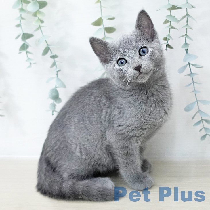 ロシアンブルー