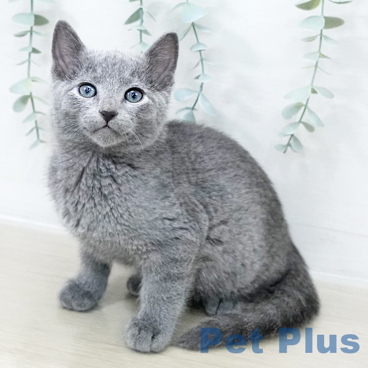 ロシアンブルー