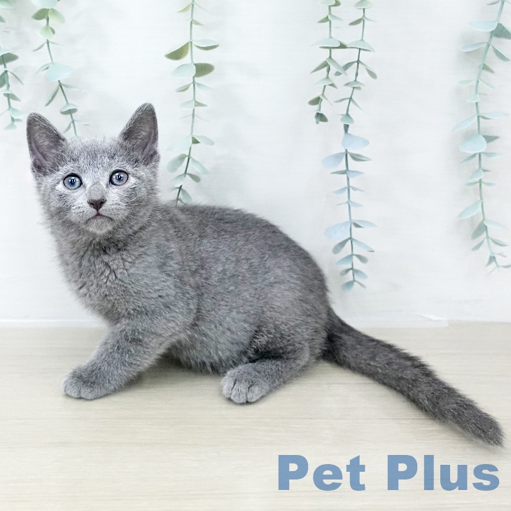 千葉県のロシアンブルー (ペットプラス 幕張新都心店/2025年10月14日生まれ/男の子/ブルー)の子猫の1枚目の画像