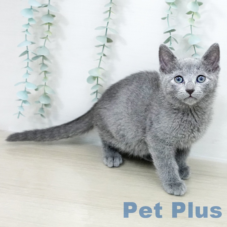 千葉県のロシアンブルー (ペットプラス 幕張新都心店/2025年10月14日生まれ/男の子/ブルー)の子猫の2枚目の画像