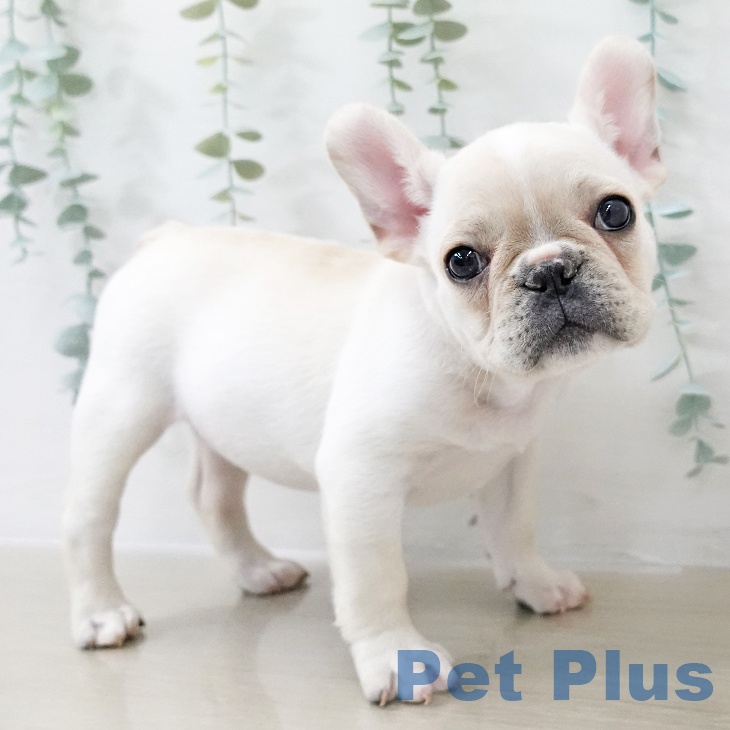 千葉県のフレンチブルドッグ (ペッツワン 千葉ニュータウン店/2025年10月12日生まれ/女の子/クリーム)の子犬の1枚目の画像