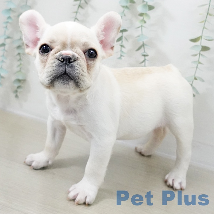 千葉県のフレンチブルドッグ (ペッツワン 千葉ニュータウン店/2025年10月12日生まれ/女の子/クリーム)の子犬の2枚目の画像