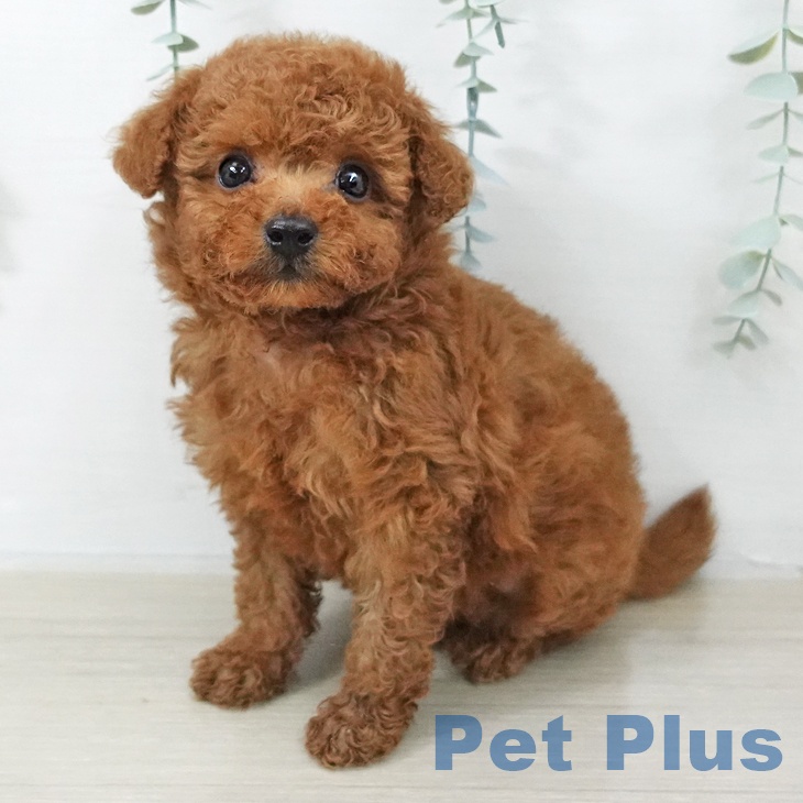 埼玉県のトイプードル(トイ) (ペットプラス イオンモール春日部店/2025年10月16日生まれ/男の子/レッド)の子犬の1枚目の画像