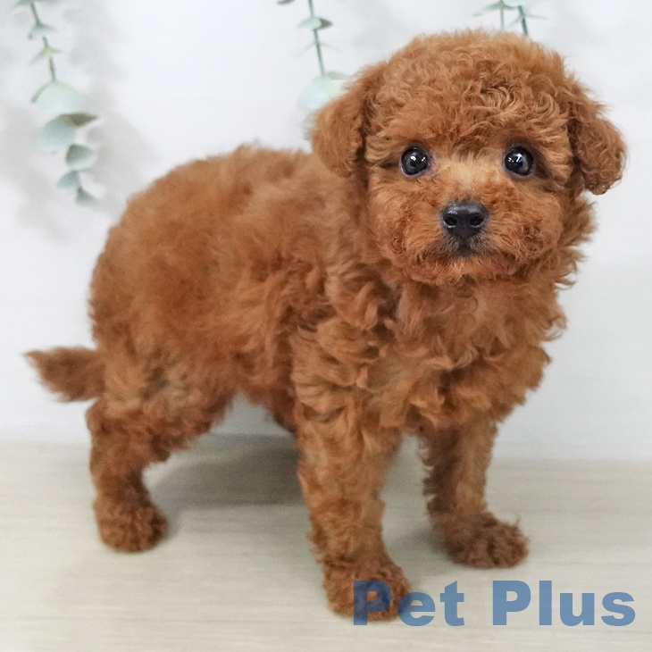 埼玉県のトイプードル(トイ) (ペットプラス イオンモール春日部店/2025年10月16日生まれ/男の子/レッド)の子犬の2枚目の画像