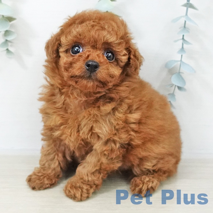 トイ・プードル