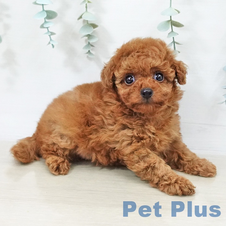 トイ・プードルの写真2