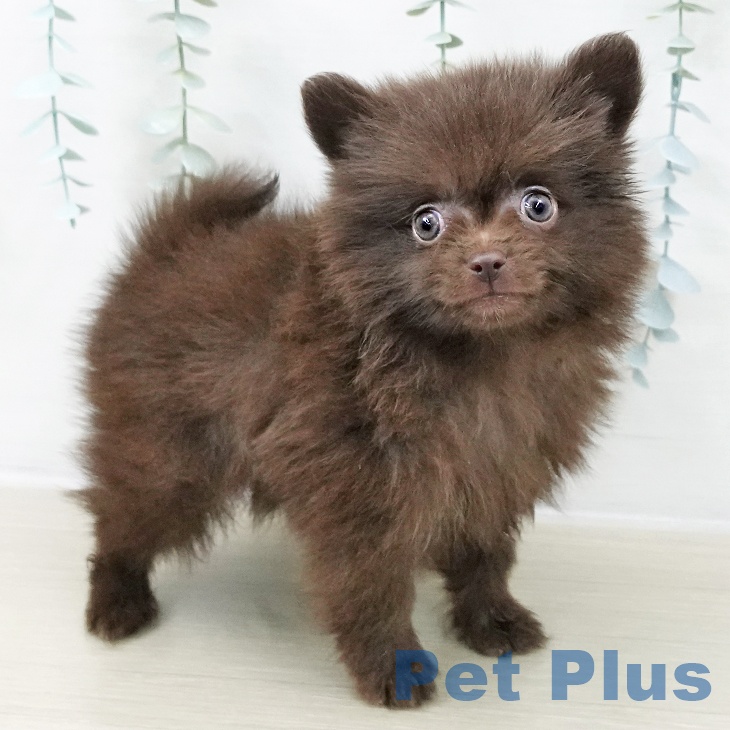 埼玉県のポメラニアン (ペットプラス 川口店/2025年10月9日生まれ/女の子/チョコレート)の子犬