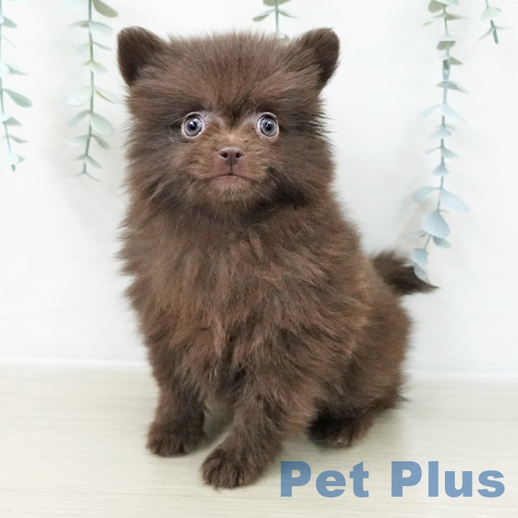 埼玉県のポメラニアン (ペットプラス 川口店/2025年10月9日生まれ/女の子/チョコレート)の子犬の2枚目の画像