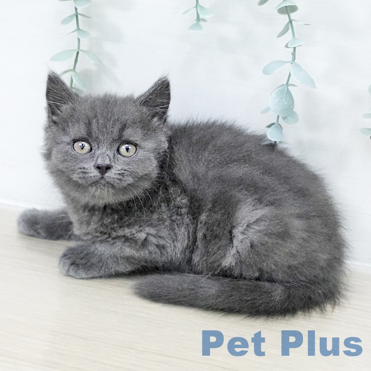 スコティッシュフォールド