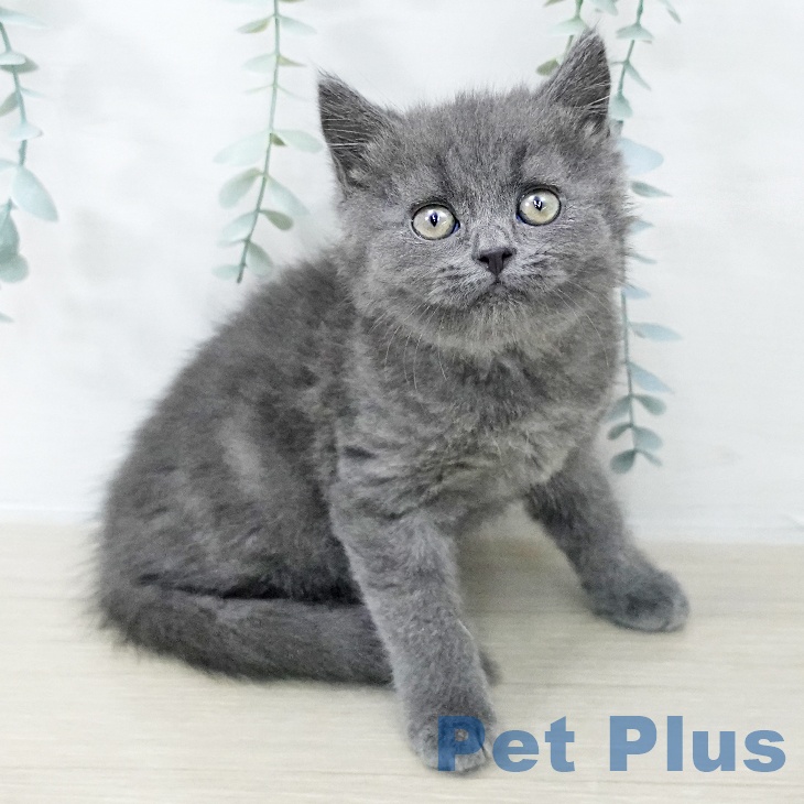 スコティッシュフォールド