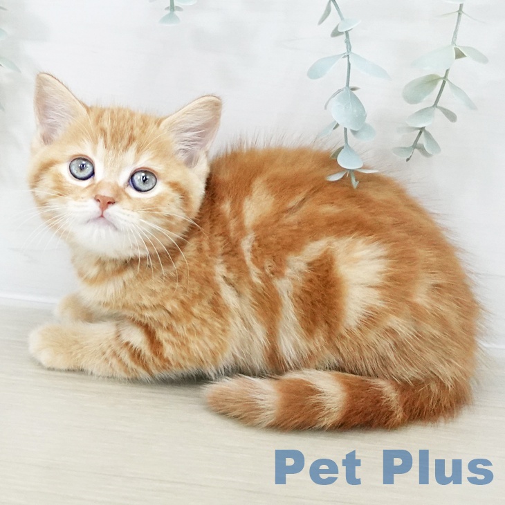 千葉県のスコティッシュフォールド (ペットプラス コトエ流山おおたかの森店/2025年10月14日生まれ/男の子/レッドタビー)の子猫の1枚目の画像