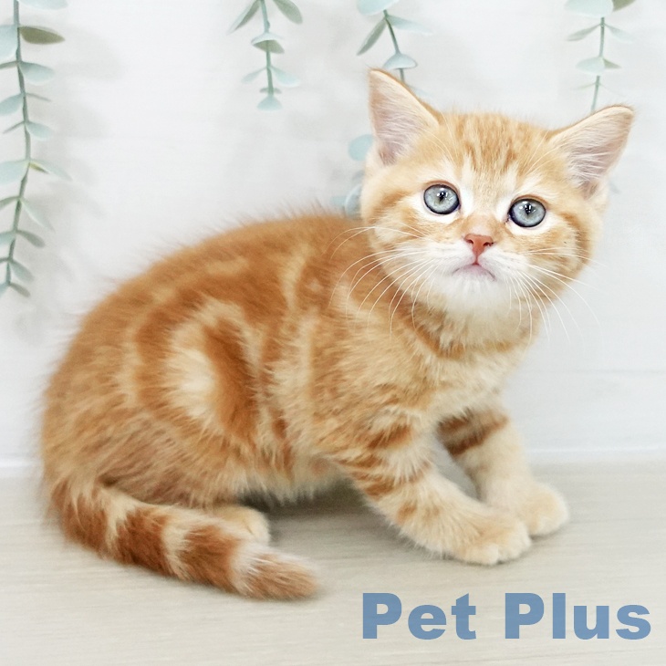 千葉県のスコティッシュフォールド (ペットプラス コトエ流山おおたかの森店/2025年10月14日生まれ/男の子/レッドタビー)の子猫の2枚目の画像