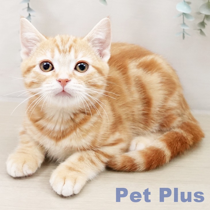 東京都のアメリカンショートヘアー (ペットプラス MARK IS 葛飾かなまち店/2025年10月5日生まれ/男の子/レッドタビー)の子猫の1枚目の画像