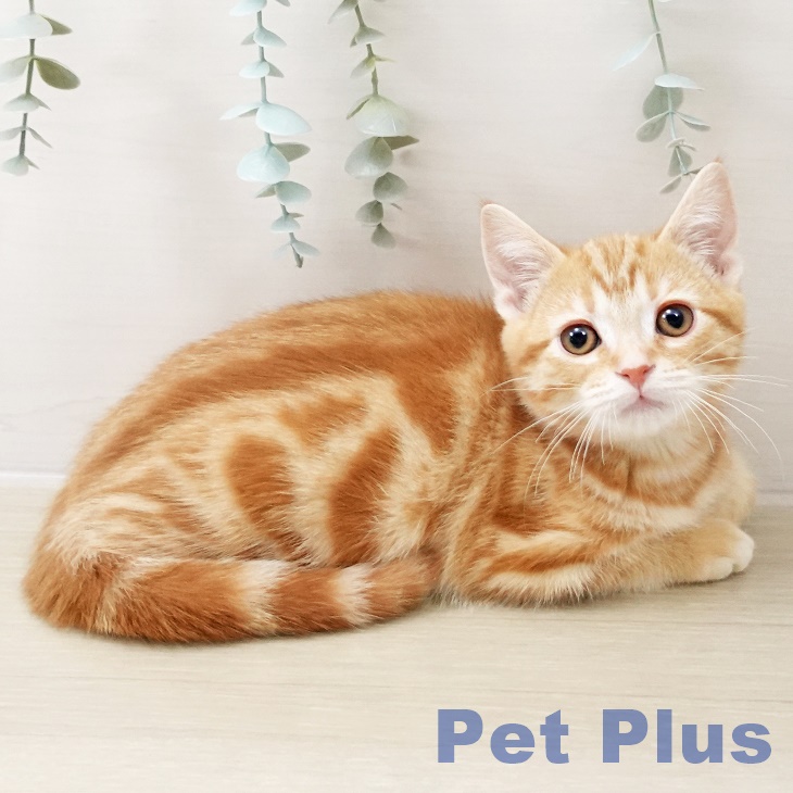 東京都のアメリカンショートヘアー (ペットプラス MARK IS 葛飾かなまち店/2025年10月5日生まれ/男の子/レッドタビー)の子猫の2枚目の画像