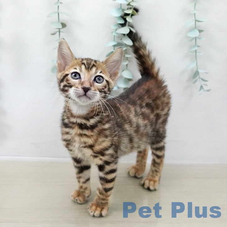 埼玉県のベンガル (ペットプラス 八潮店/2025年10月17日生まれ/女の子/ブラウンスポットタビー)の子猫
