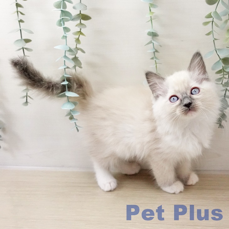 千葉県のラグドール (ペッツワン 千葉ニュータウン店/2025年10月17日生まれ/男の子/ブルーポイントミテッド)の子猫の1枚目の画像