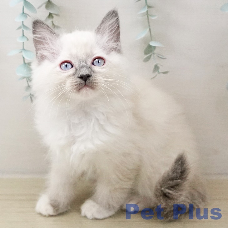 千葉県のラグドール (ペッツワン 千葉ニュータウン店/2025年10月17日生まれ/男の子/ブルーポイントミテッド)の子猫の2枚目の画像