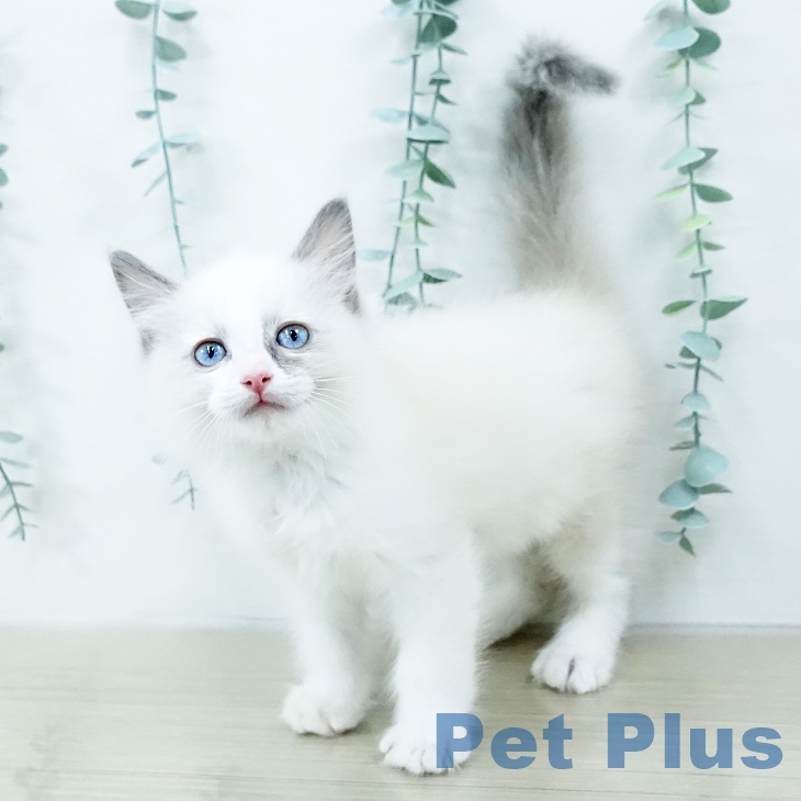 宮城県のラグドール (ペットプラス 名取店/2025年10月8日生まれ/男の子/ブルーポイントバイカラー)の子猫の1枚目の画像