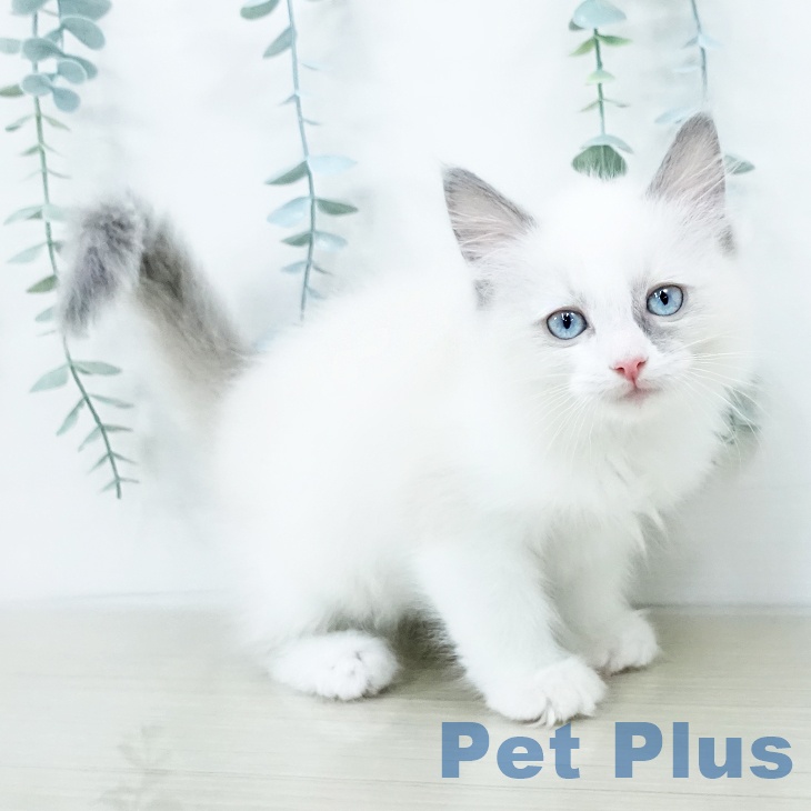 宮城県のラグドール (ペットプラス 名取店/2025年10月8日生まれ/男の子/ブルーポイントバイカラー)の子猫の2枚目の画像