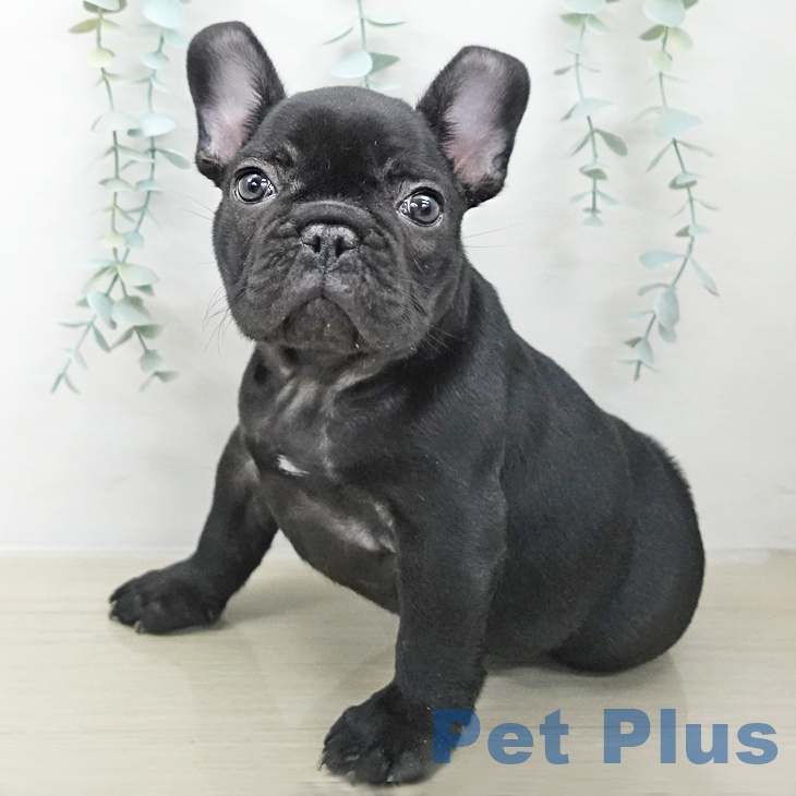 埼玉県のフレンチブルドッグ (ペッツワン 吉川美南店/2025年10月12日生まれ/男の子/ブリンドル)の子犬の1枚目の画像